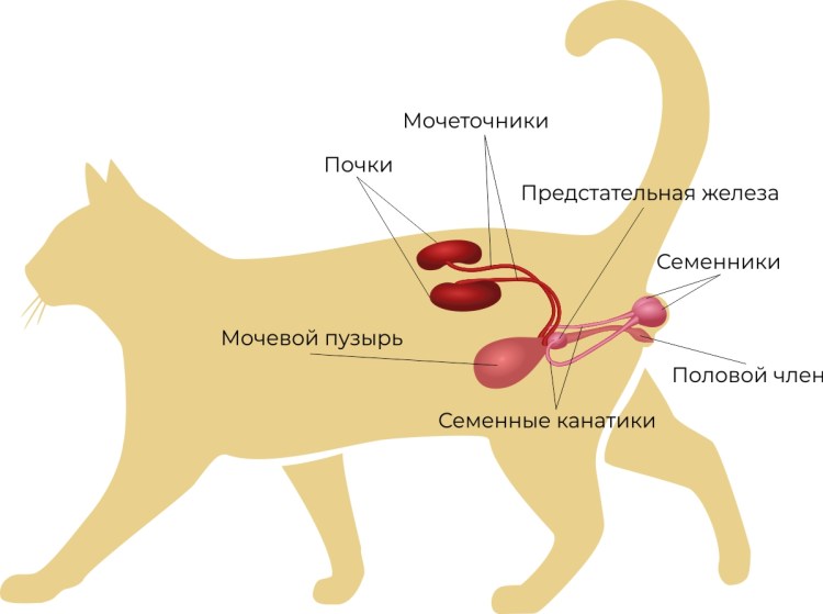 Мочеполовая система кота схема
