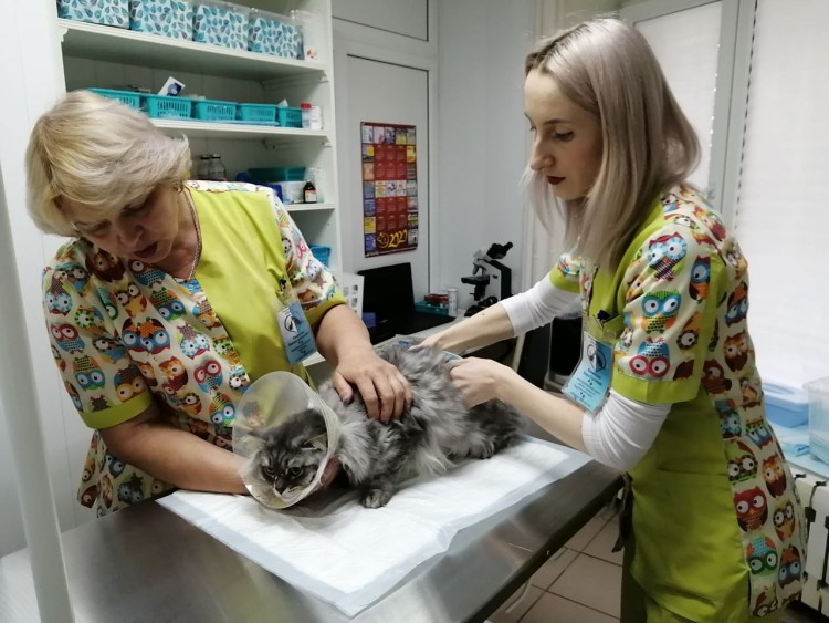 Воротник для кота