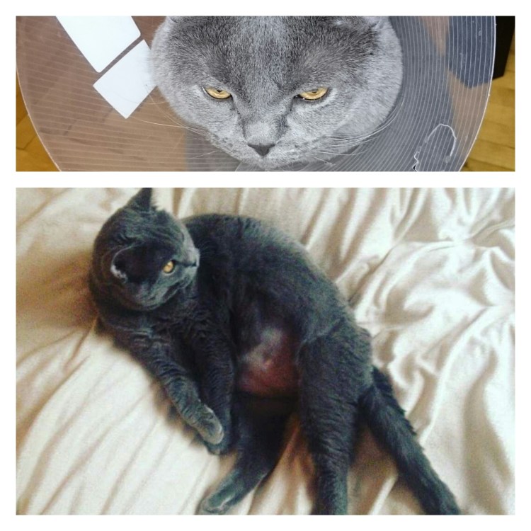 Стерилизация кошки операция