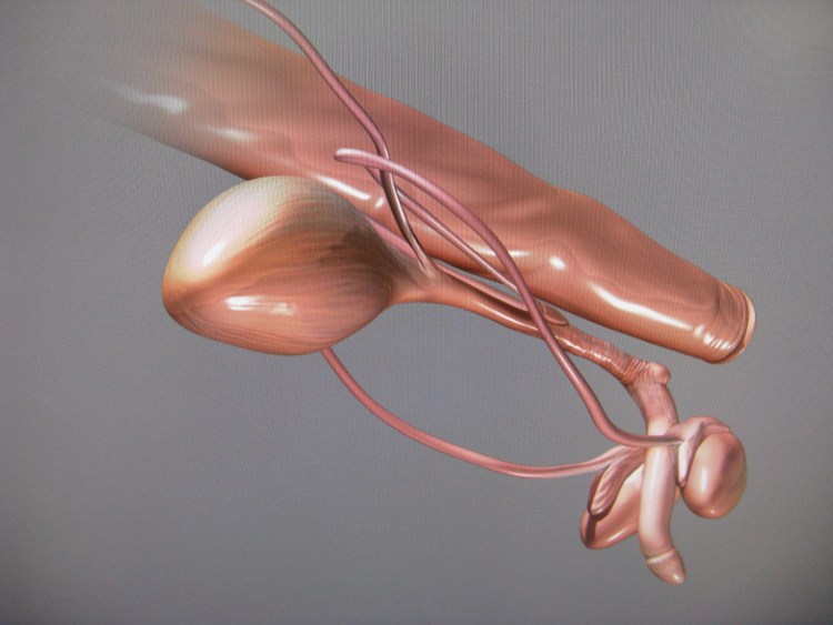 Кошачий инфекционный энтерит