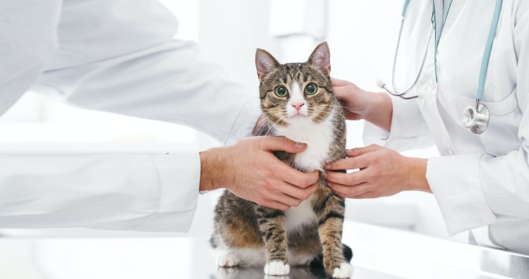 Кошки в ветеринарке