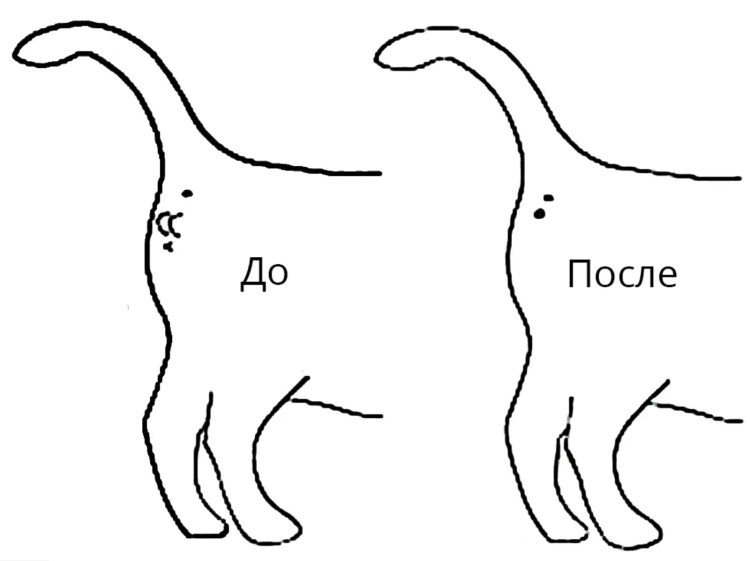 Промежностная уретростомия кота