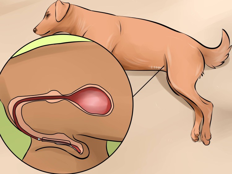 Неврологические заболевания у кошек