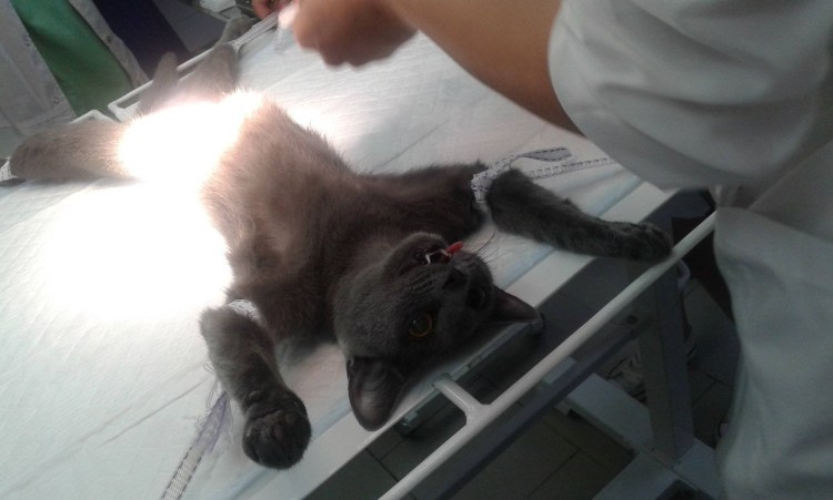 Попонка послеоперационная для кота