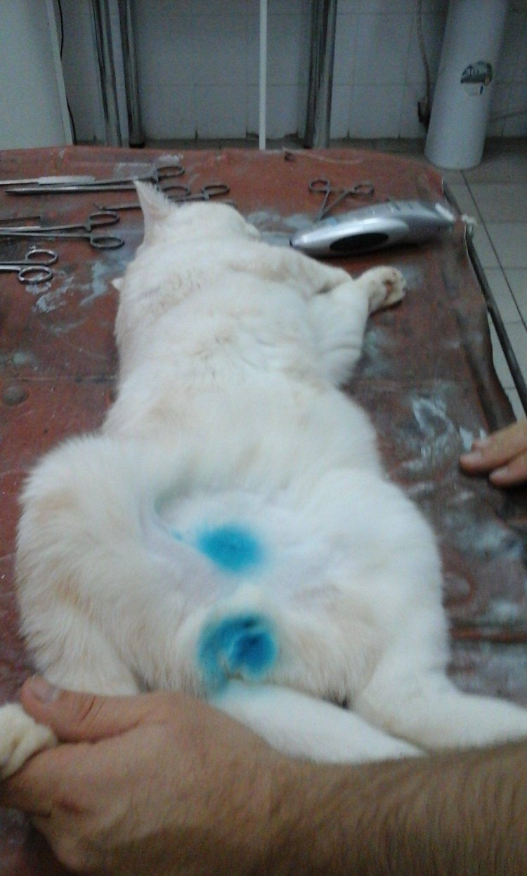 Катетеризация мочевого пузыря у кота