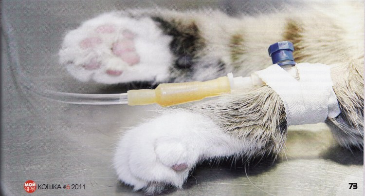 Памперс для кота