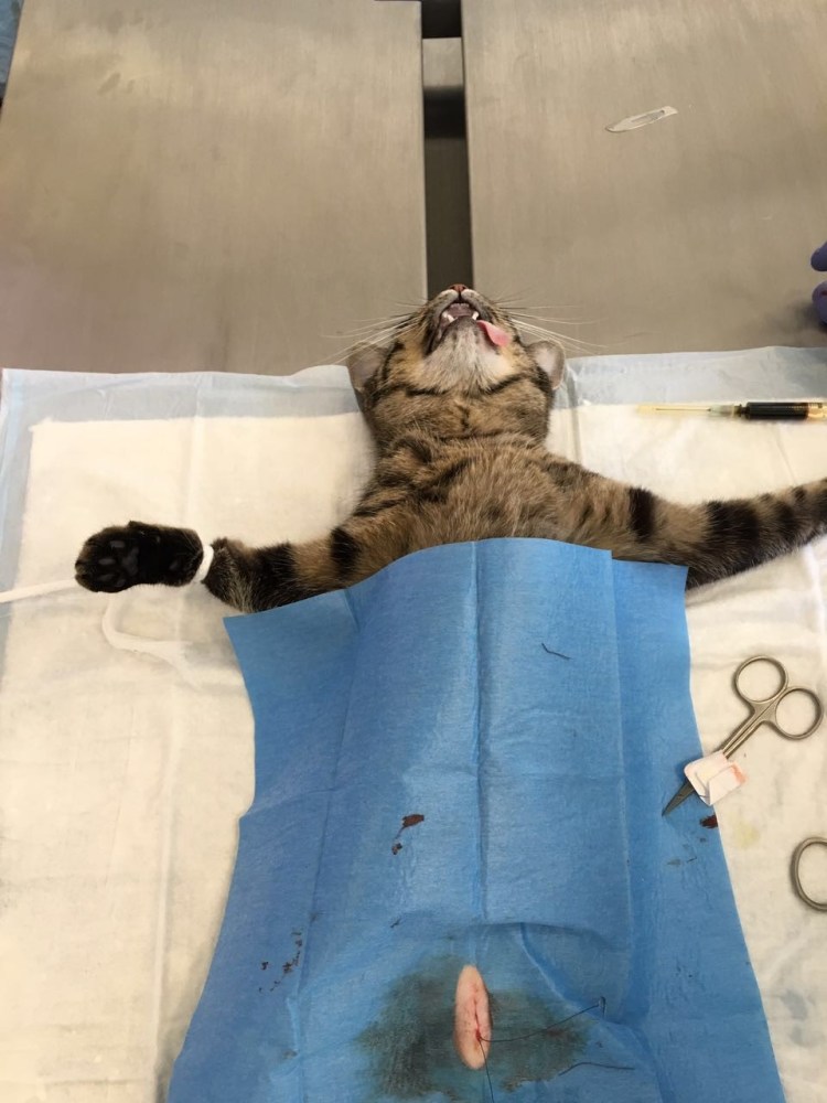 Доктор вет Бердск