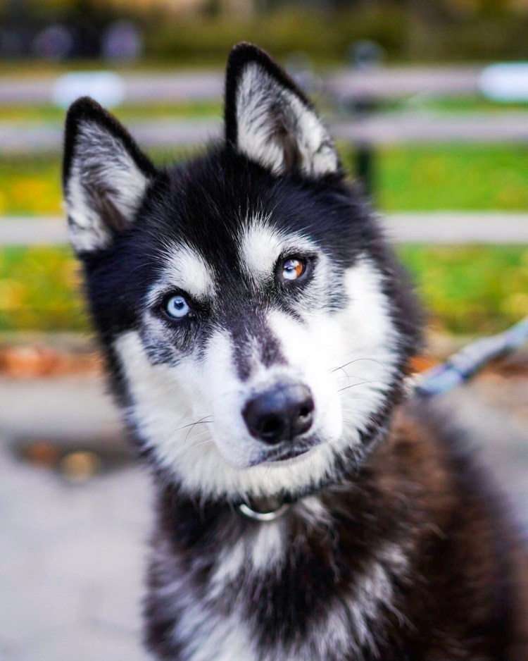 Сибирский хаски Арлекин