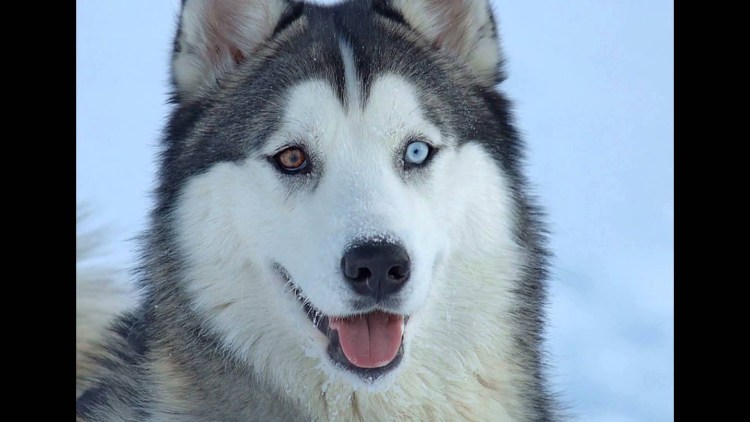 Хаски разноглазые
