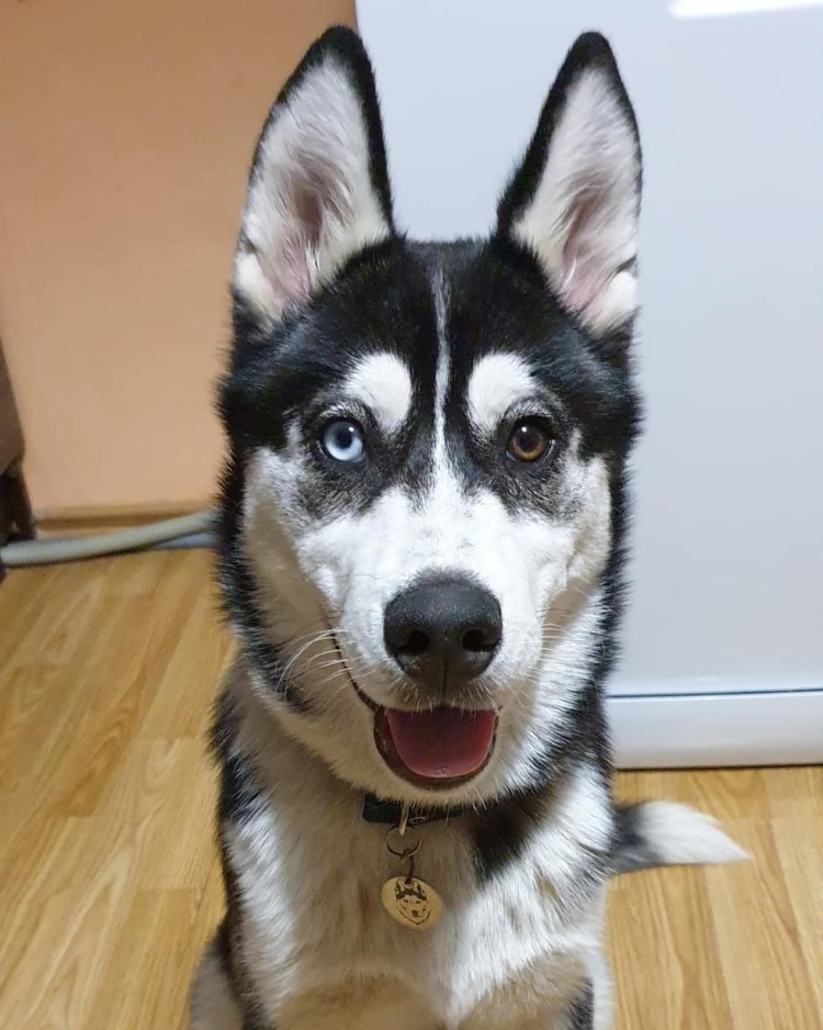 Хаски гетерохромия