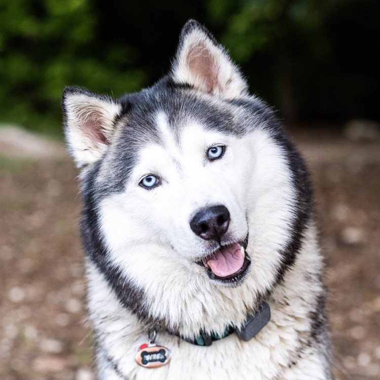 Разноглазый маламут