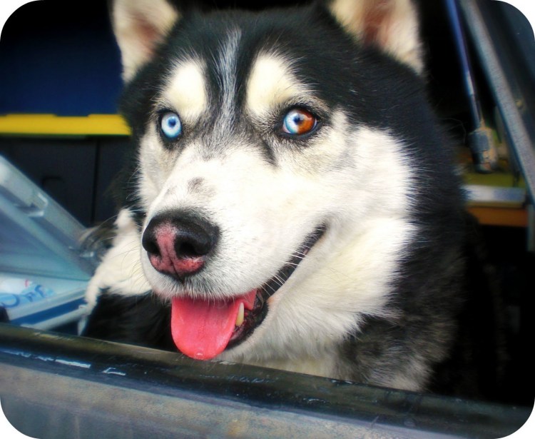 Хаски гетерохромия