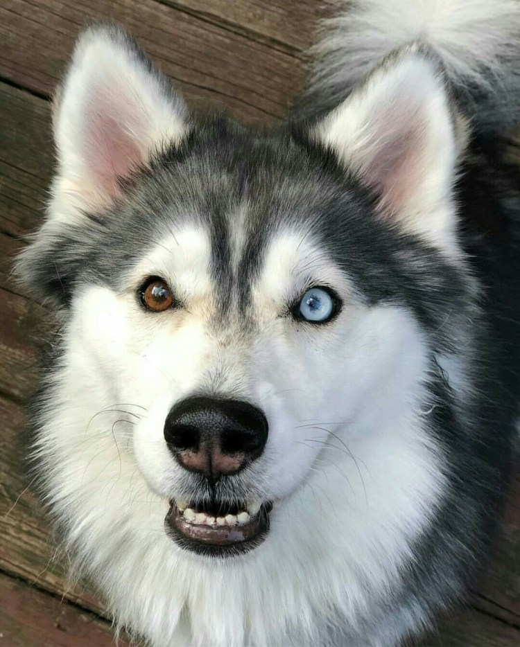 Хаски гетерохромия