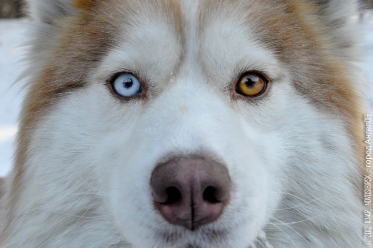 Сибирский хаски щенок с разными глазами