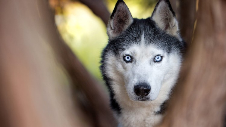 Хаски щенок