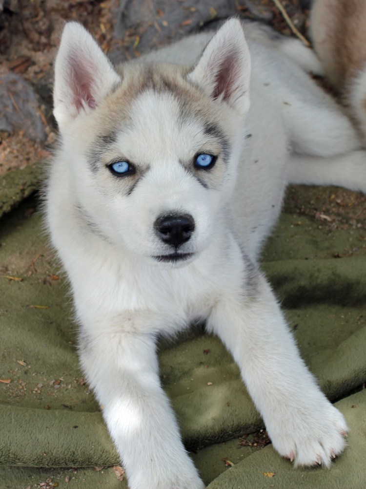 Хаски черный