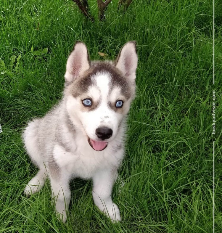 Разноглазый маламут