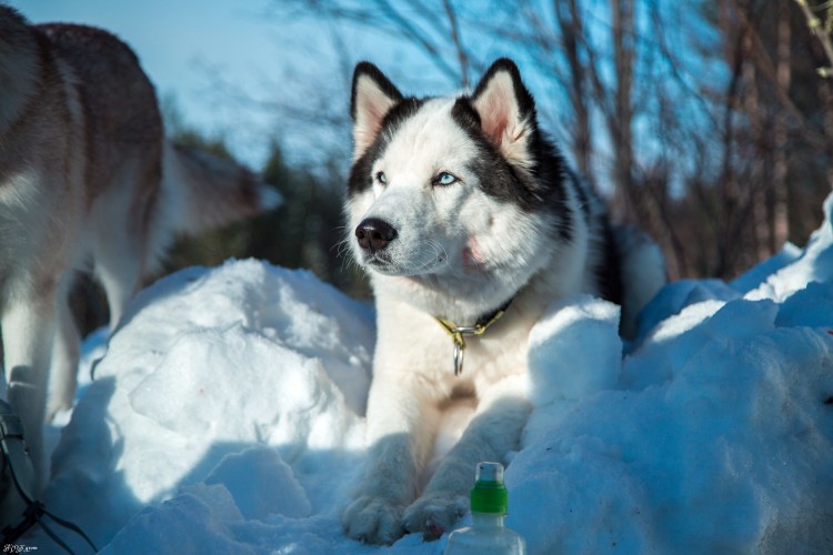 Самоед альбинос