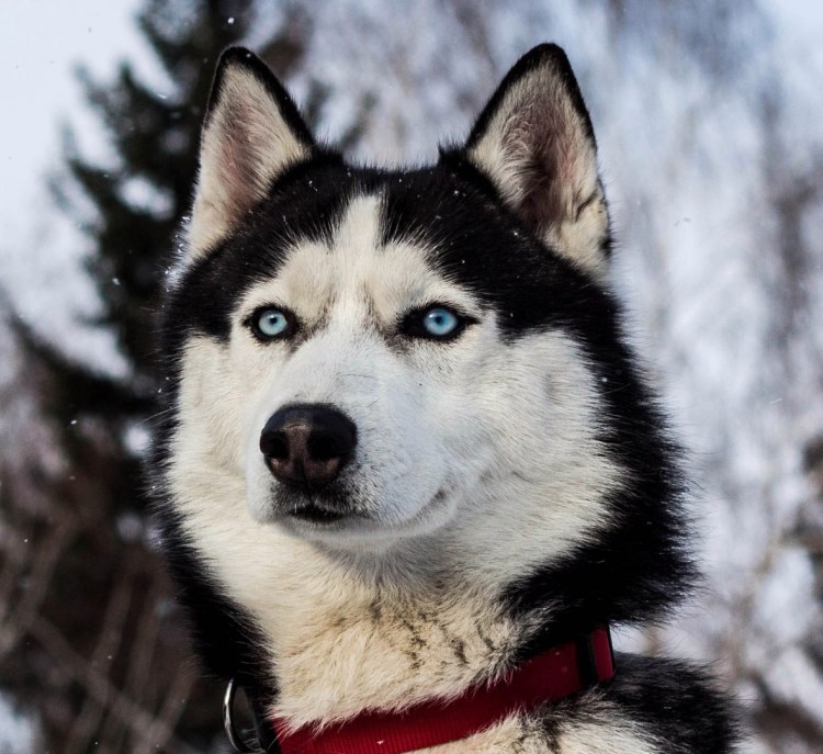 Западная Сибирская лайка разноглазая