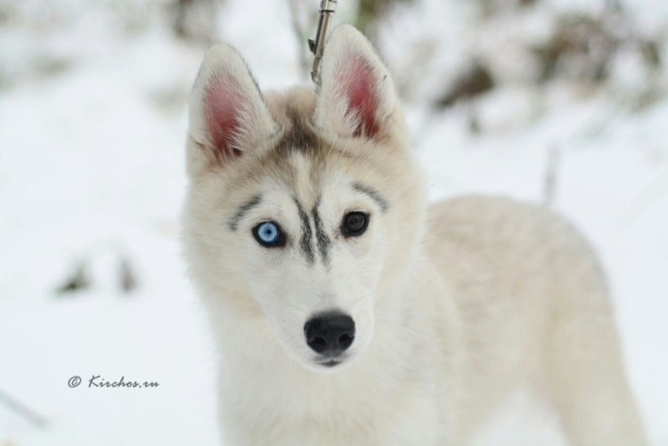 Белые хаски альбинос