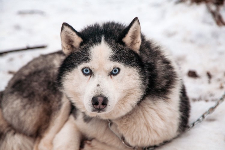 Лайка белая гладкошерстная