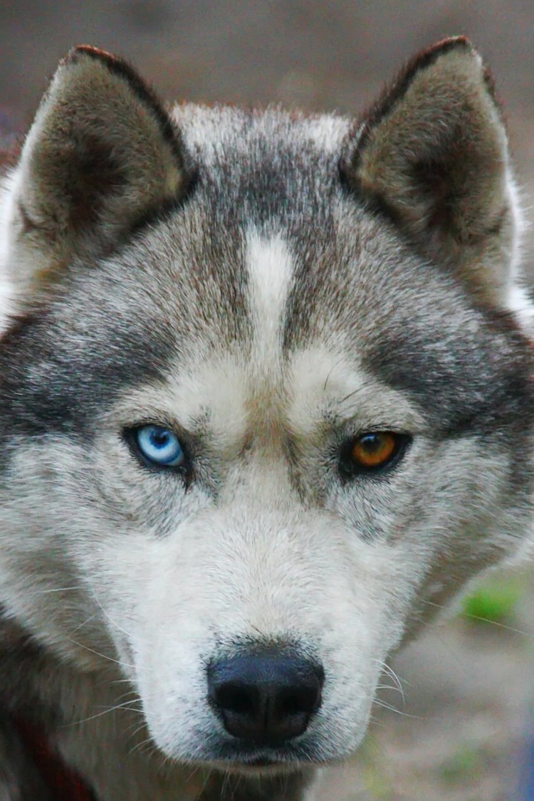 Сибирский хаски с голубыми глазами