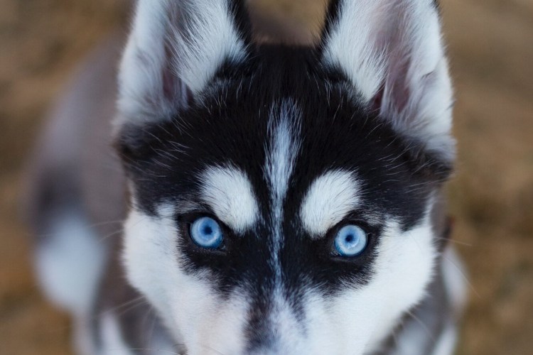 Маламут гетерохромия