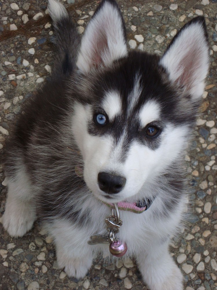 Белый Сибирский хаски с гетерохромией