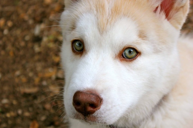 Сибирский хаски с гетерохромией