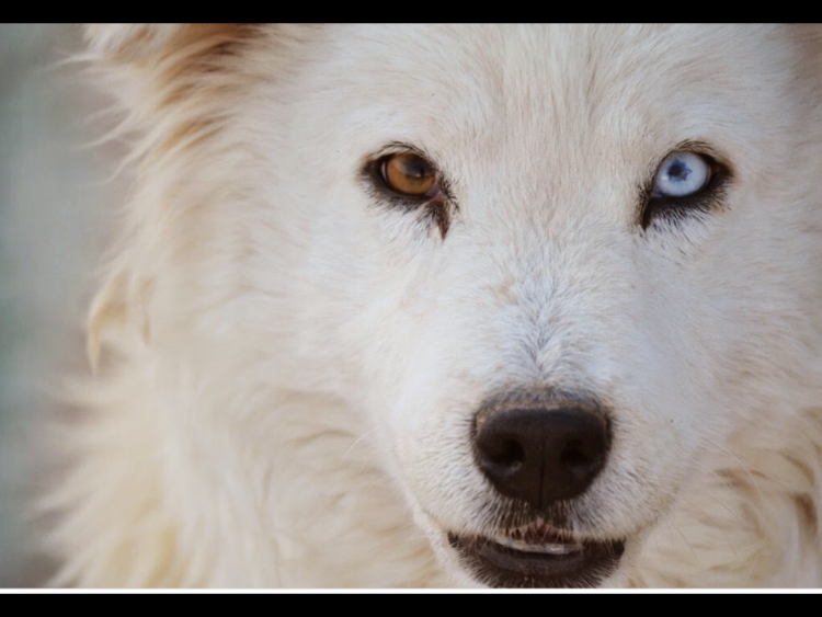 Хаски и маламуты