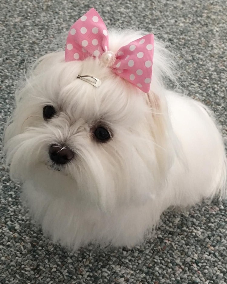 Бантики для собак