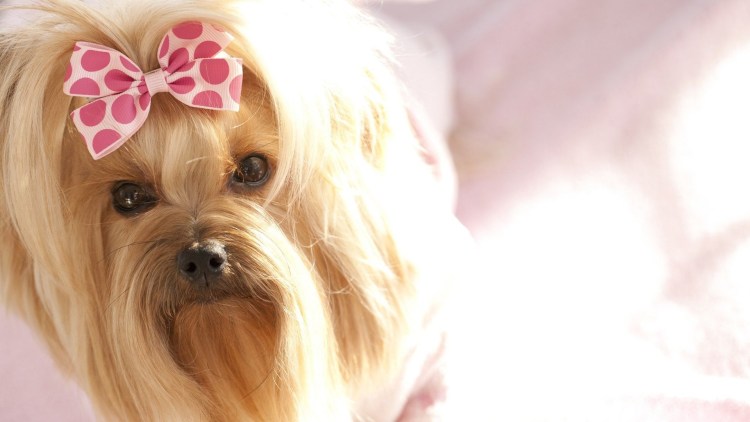 Терьер Йоркширский Малошерстный