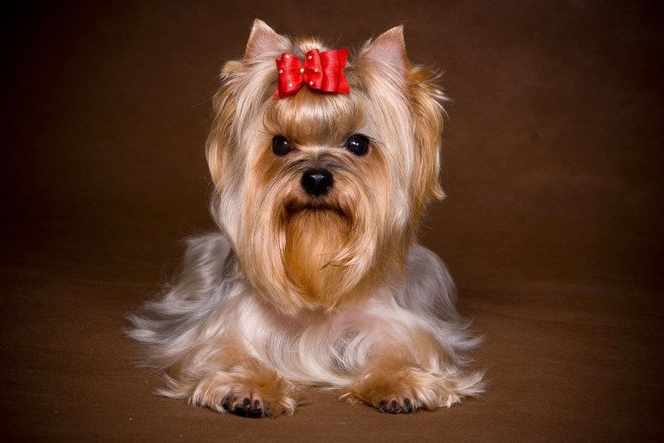 Мальтийская болонка карманная