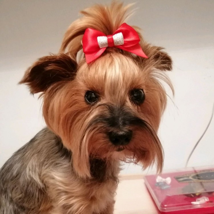 Купить собаку в городе Кропоткине Йорш