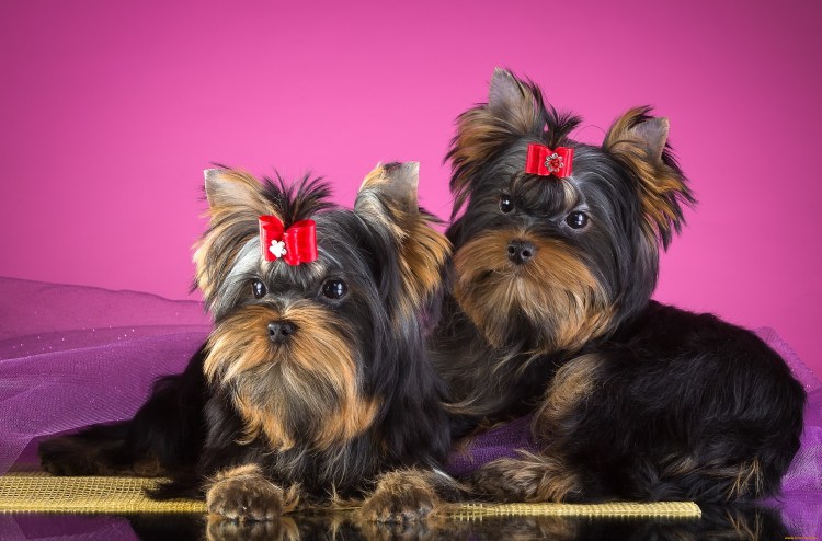 Королевский Йоркширский терьер