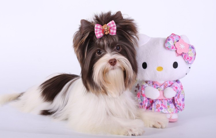 Порода собак Йоркширский терьер