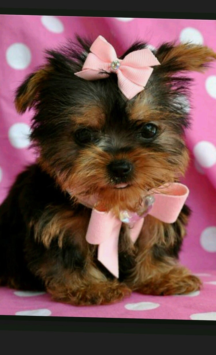 Курносый Йоркширский терьер