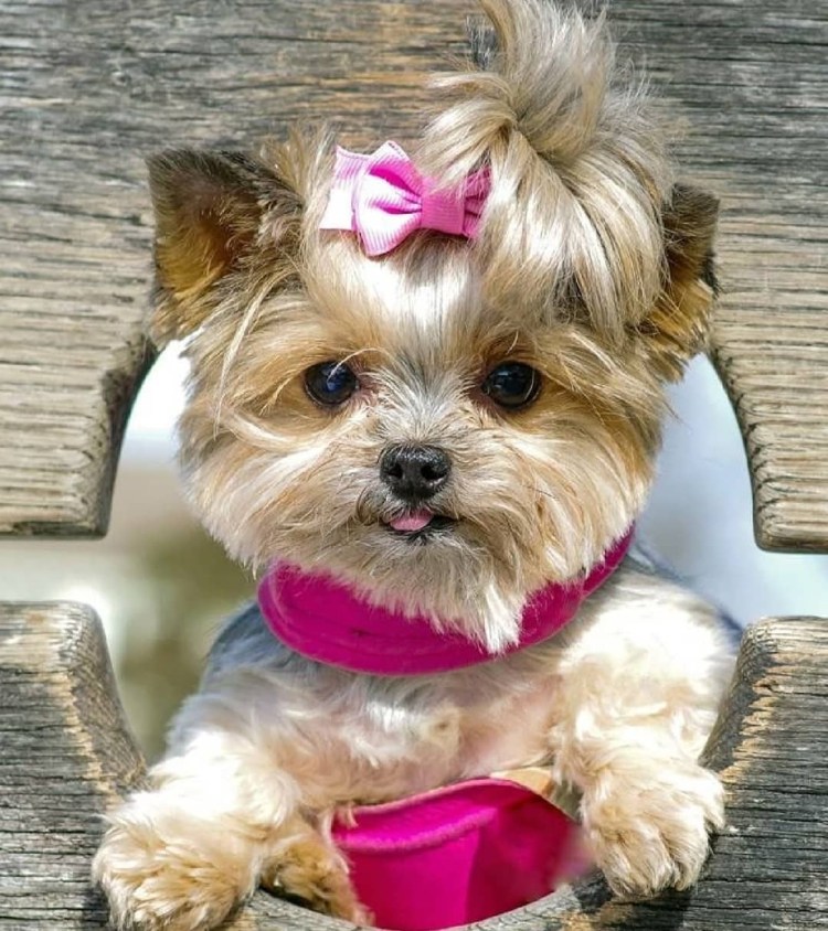 Собачка с бантом