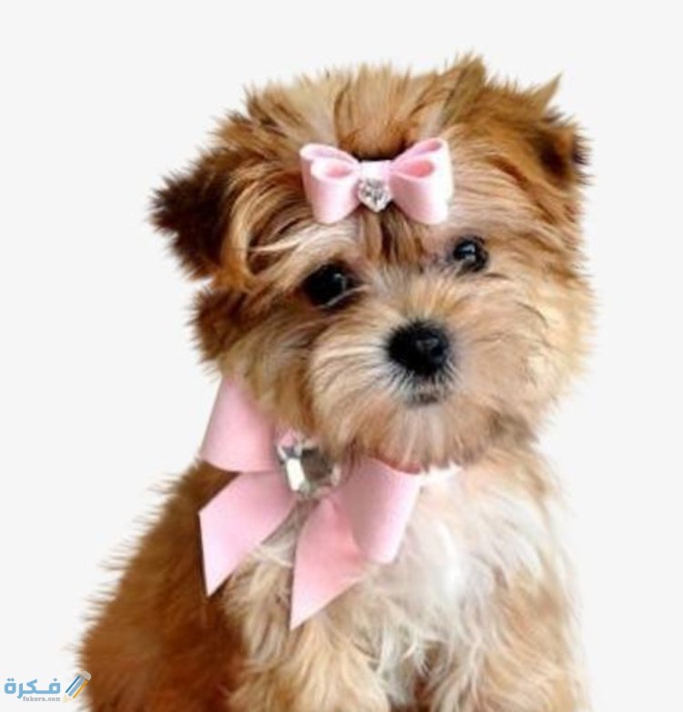 Ши-тцу собака стрижка