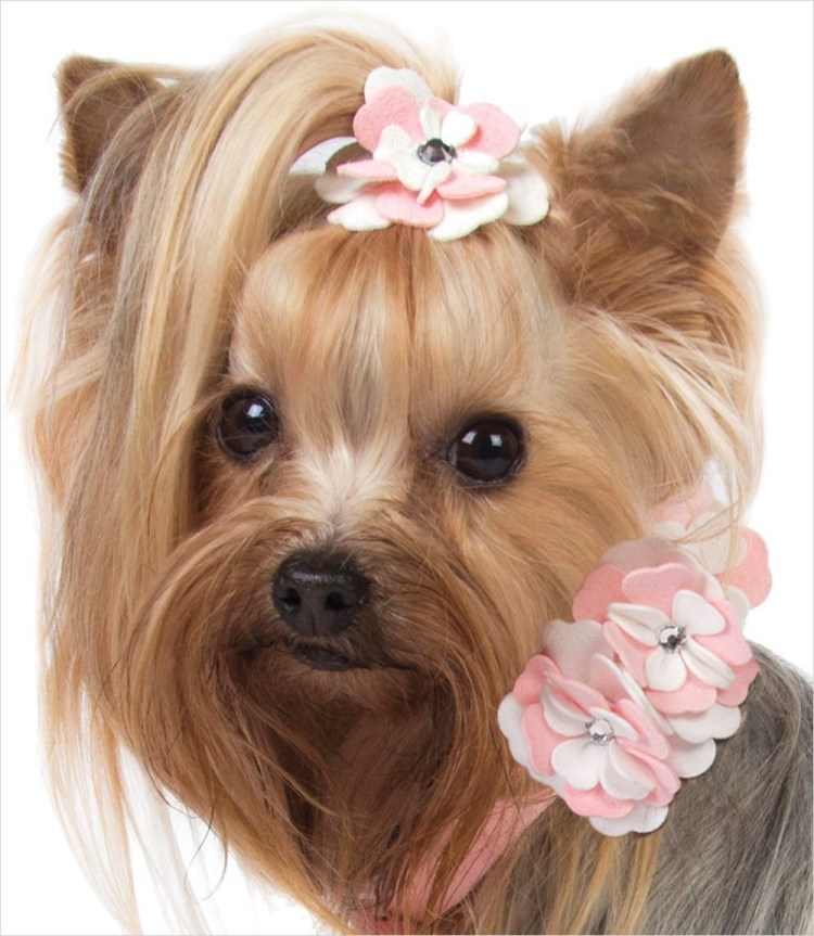 Собака с бантом