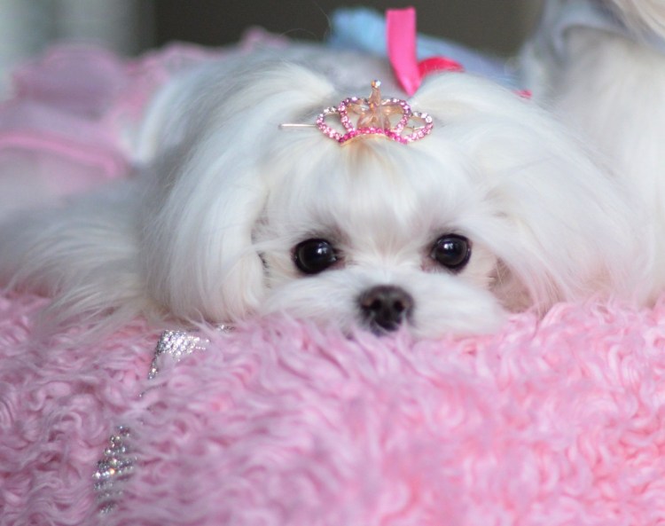 Маленькие собачки с бантиками