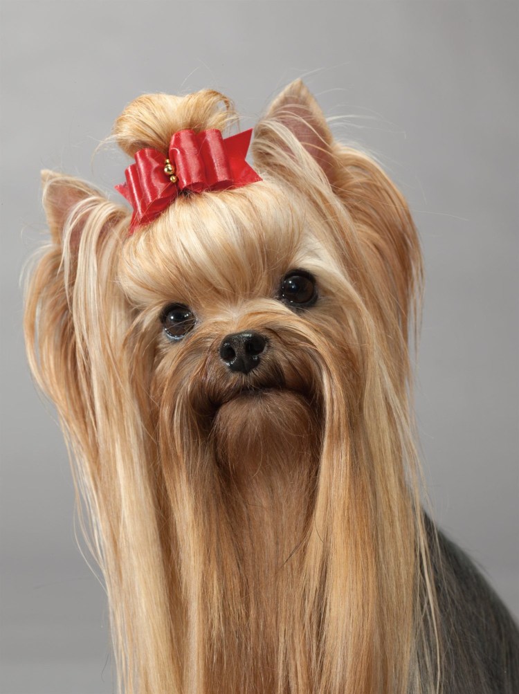 Платье для маленькой собачки