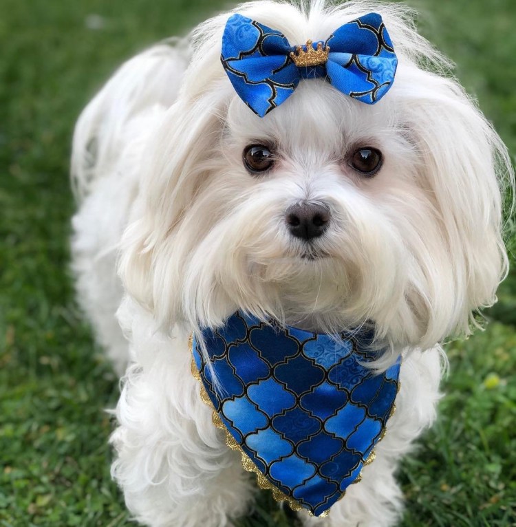 Одежда для йорков