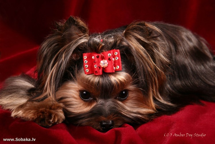 Бордер колли короткошерстный