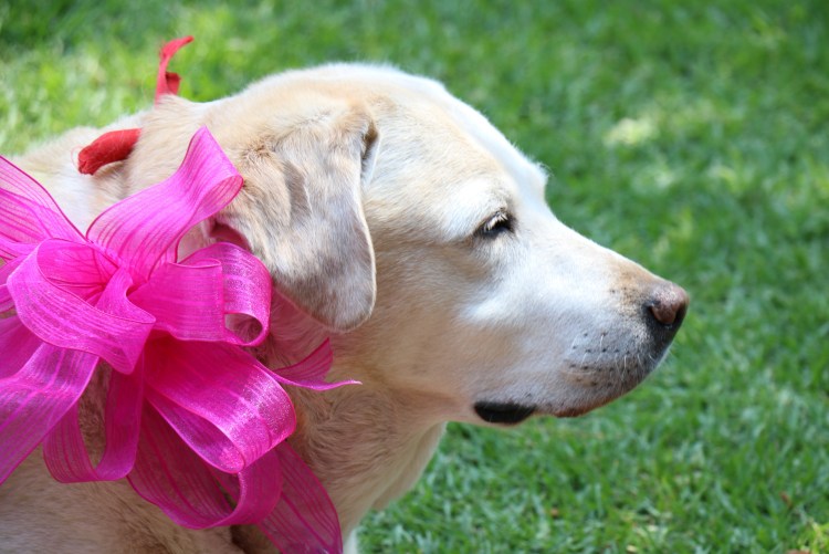 Щенок с бантом