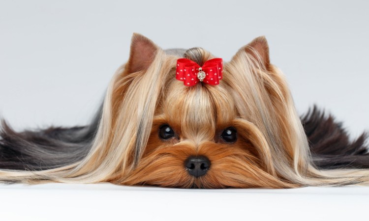 Йоркширский терьер