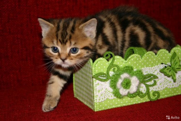 Шоколадный мраморный британец