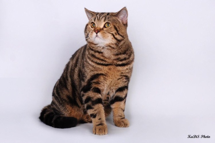 Скоттиш страйт кот мраморный