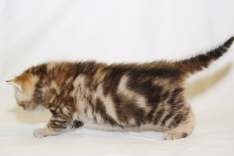 Шотландские котята страйт окрас мрамор на золоте