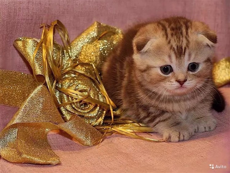 Шотландский скоттиш страйт мраморный